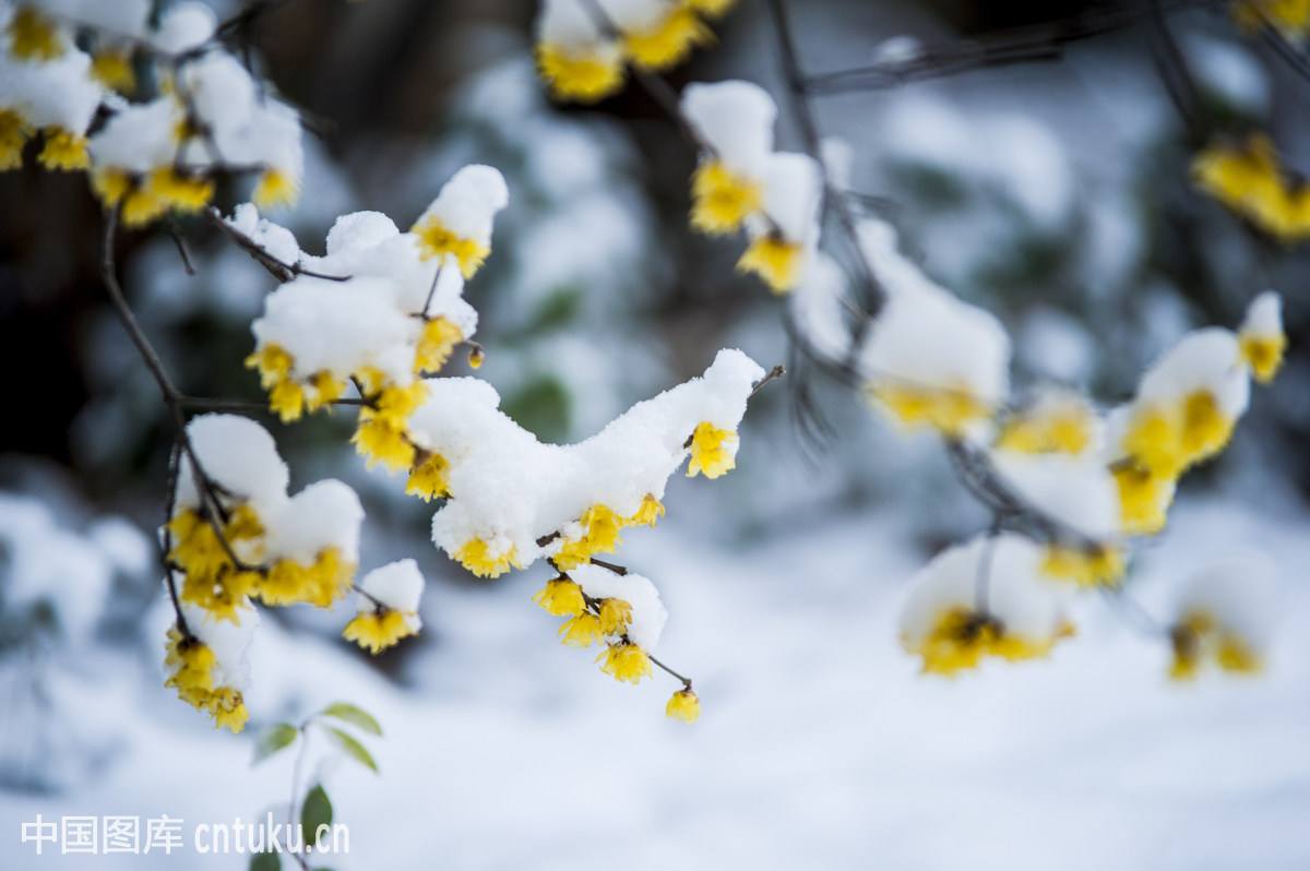 腊梅赏梅,腊梅观赏季节和观赏特点