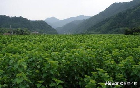 大棚桑蚕养殖新技术,养蚕提质增效技术