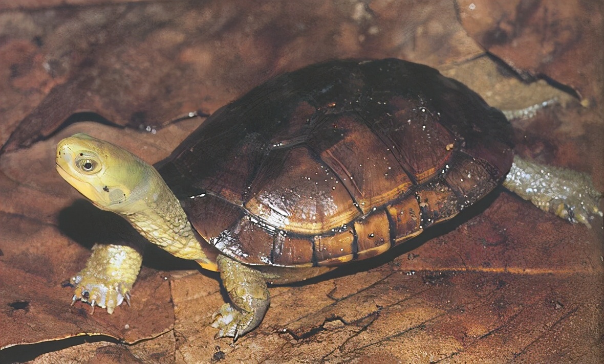 龟类纪录片,龟类图片