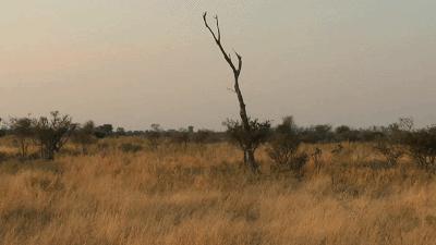 bbc纪录片揭露残忍人类对待动物,bbc动物纪录片造假事件