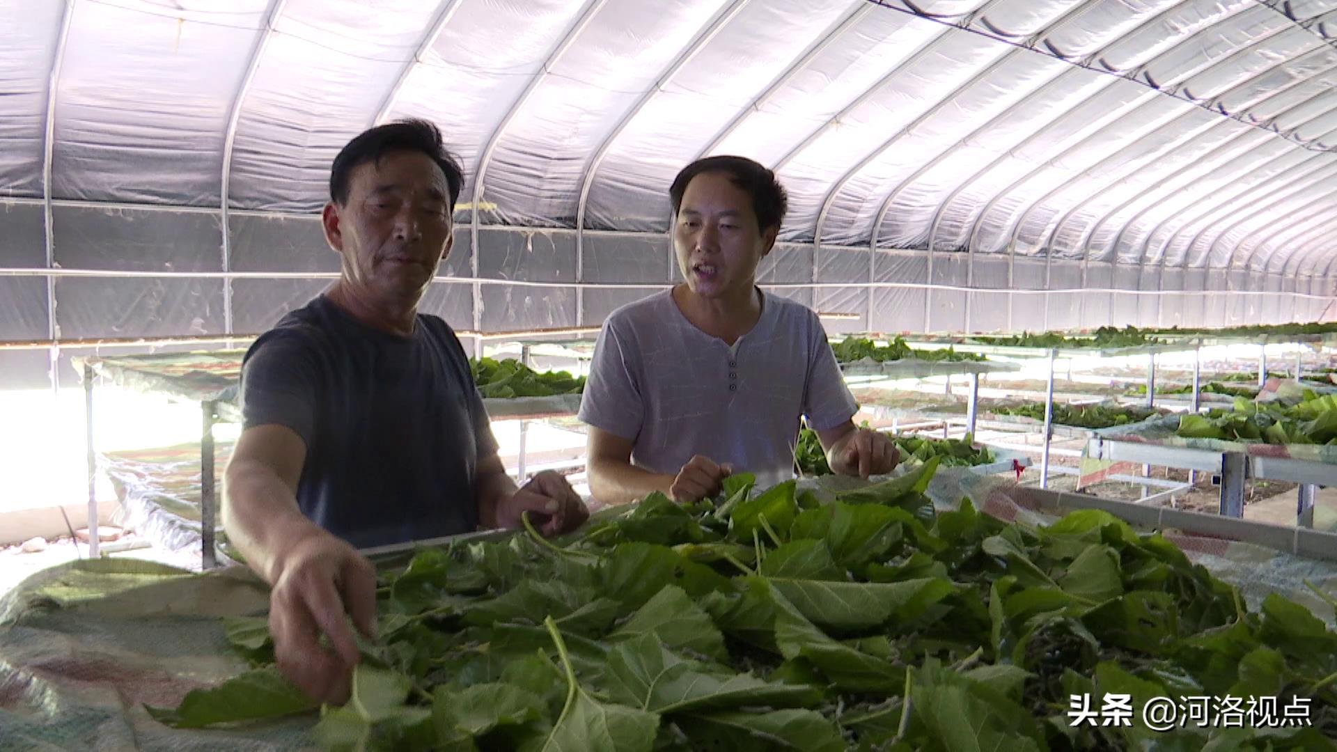 河南嵩县养蚕基地,养蚕织出脱贫致富路
