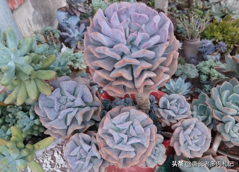 这8种多肉开花的样子简直美爆了,这8种多肉个头小巧却极好扦插