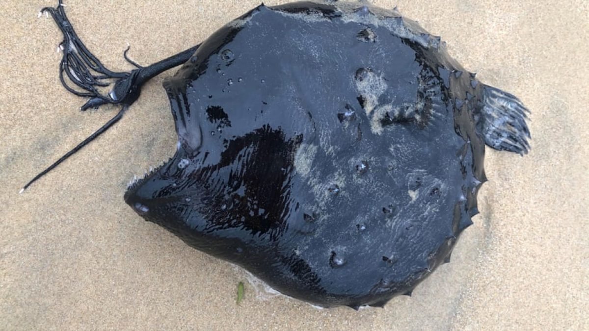 鍔犲窞娴锋哗鍐嶇幇鎬奔,鍔犲窞娴锋哗缃曡涓戦奔