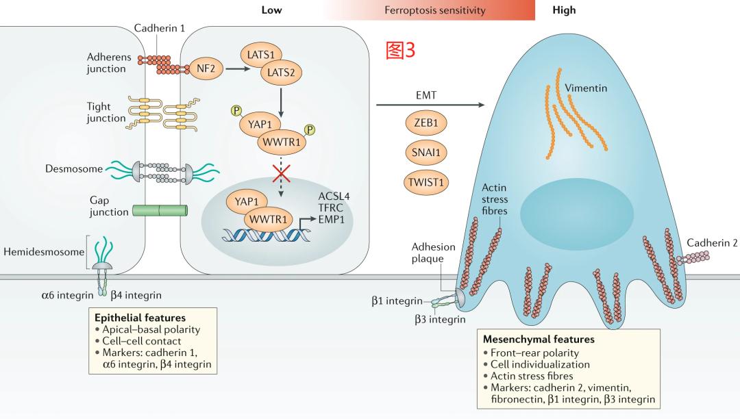 铁死亡研究结果,铁死亡机理