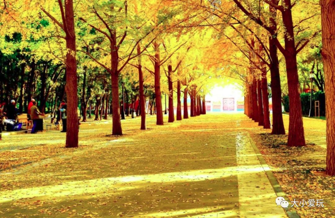 北京红螺寺银杏最佳观赏时间,北京赏银杏景区有哪些