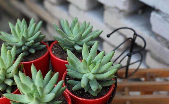 夏季养多肉用什么颜色的遮阳网好,多肉新手用什么土养最好