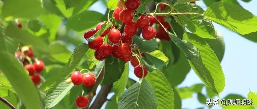 西安摘樱桃的地方推荐附近,西安周边摘樱桃去哪里