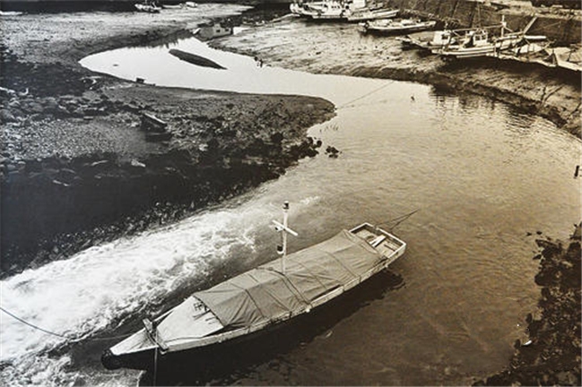 1952年，5万多只猫集体跳海自杀，背后隐藏着什么？