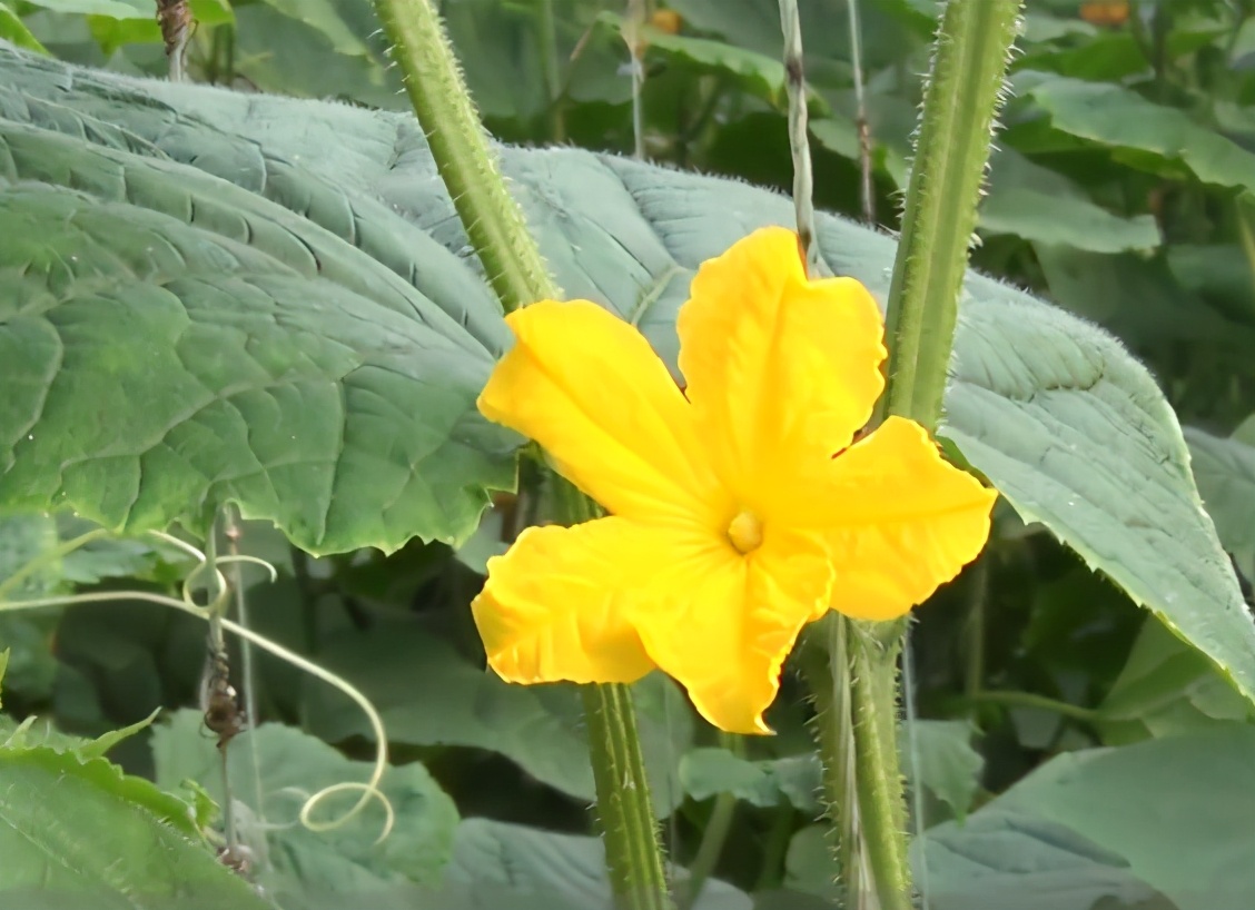 黄瓜出现了肥害和药害咋办,黄瓜叶片受了药害还能缓解过来吗