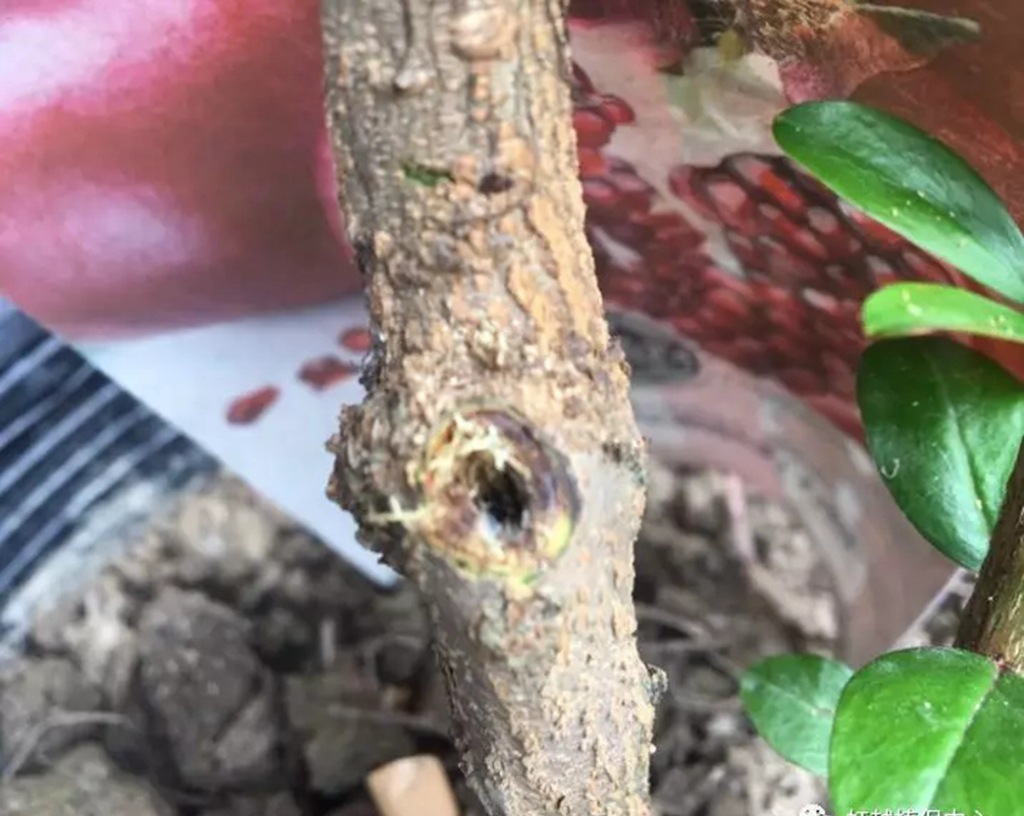 红枫树枝烂个洞怎么处理,红枫树里面的虫子怎么治