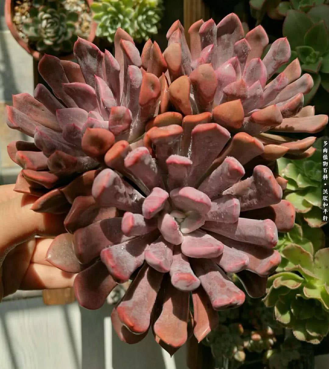 多肉的四季轮回,四季轮回多肉