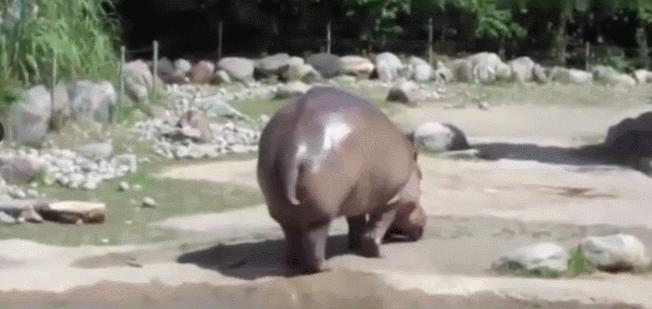 汗血宝马暴躁视频,汗血宝马的暴脾气