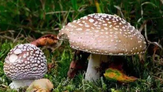 警惕广东头号毒菇,警惕新型毒品无处不在