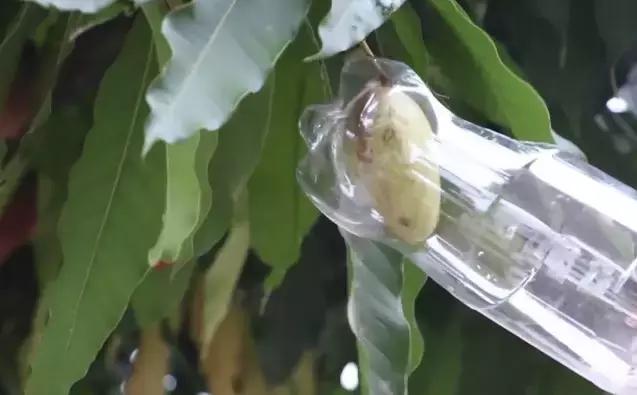 塑料瓶的多种妙用，非常实用（含教程）