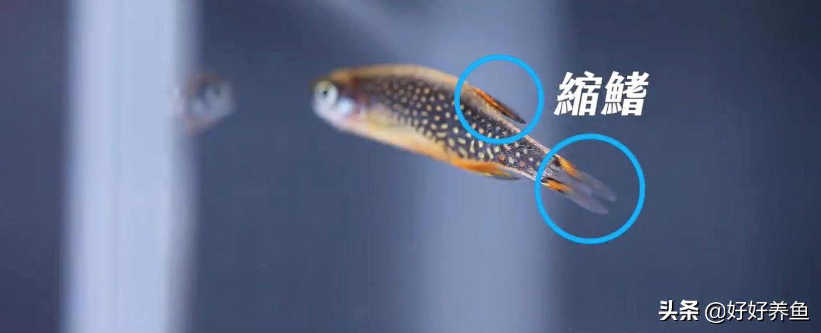 如何治疗鱼病不入坑,怎么治疗鱼病