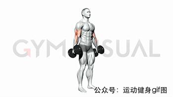 100张肌肉分解图,手臂肌肉的爆发力怎么练