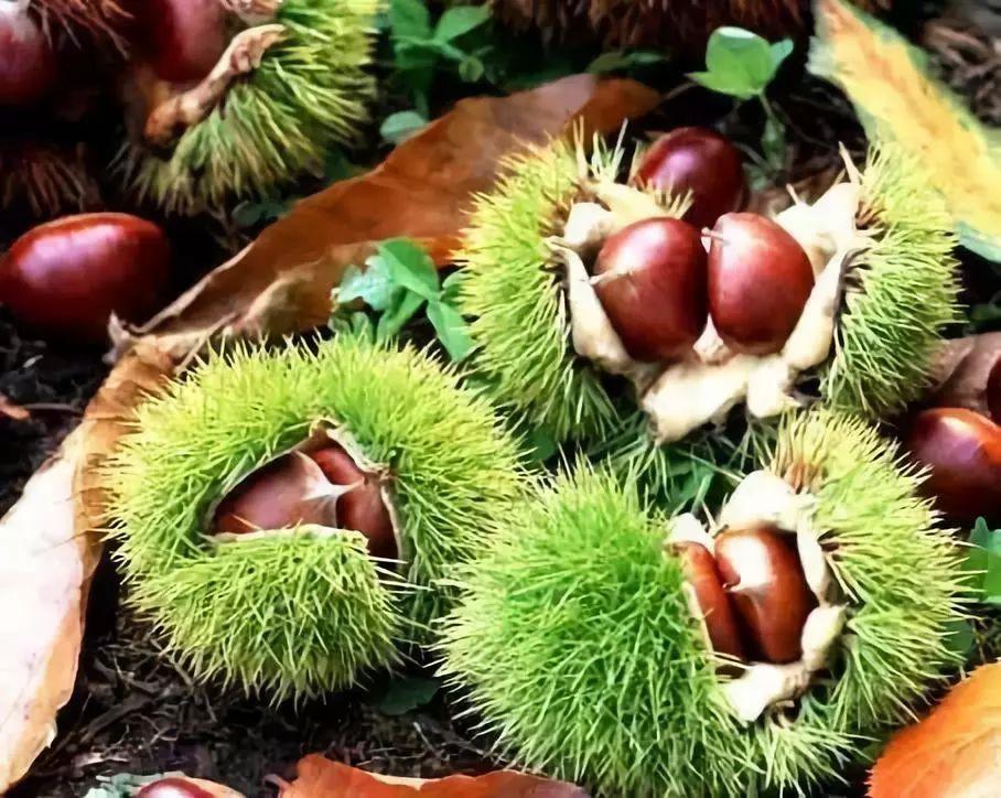 綦振森本是个清洁工，却转行卖起了糖炒栗子，销售额突破四千万