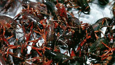 美食小龙虾的100种神仙吃法,伊宁市小龙虾美食推荐