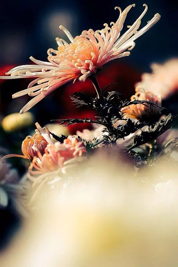 中国十大名花你认识几种呢,中国十大名花你喜欢哪种呢