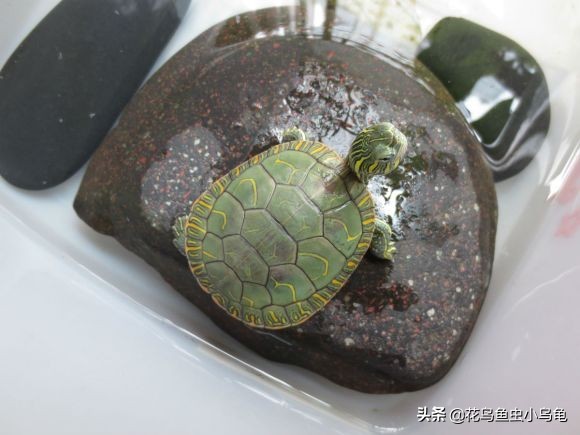 新手养乌龟该养哪种乌龟最好养活,养乌龟需要多备加热器和乌龟缸吗