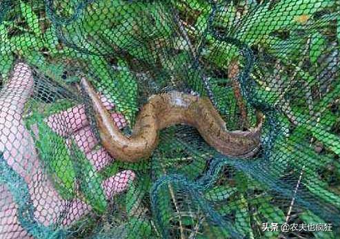 适合农村养殖无刺鱼推荐,稻田里养殖的无鳞鱼大全