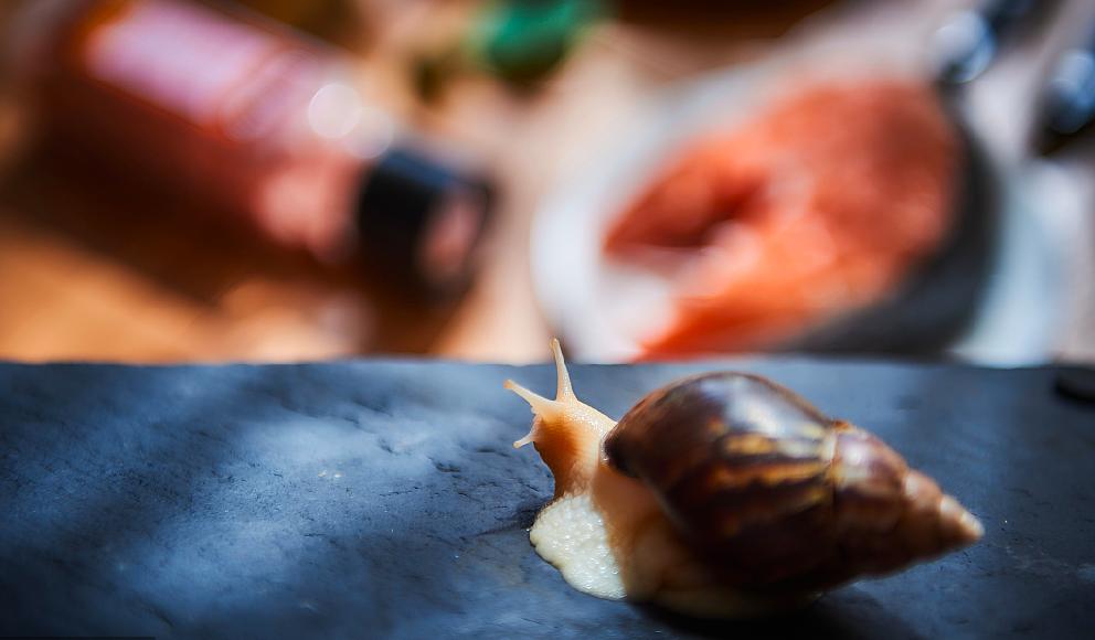 疫情期间养殖业如何自救,疫情结束后养殖业还能做么