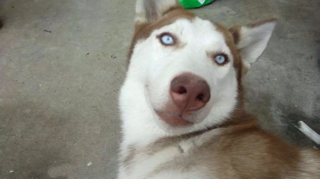 <html>
<head><title>502BadGateway</title></head>
<body>
<center><h1>502BadGateway</h1></center>
<hr><center>nginx</center>
</body>
</html>
<!--apaddingtodisableMSIEandChromefriendlyerrorpage-->
<!--apaddingtodisableMSIEandChromefriendlyerrorpage-->
<!--apaddingtodisableMSIEandChromefriendlyerrorpage-->
<!--apaddingtodisableMSIEandChromefriendlyerrorpage-->
<!--apaddingtodisableMSIEandChromefriendlyerrorpage-->
<!--apaddingtodisableMSIEandChromefriendlyerrorpage-->
