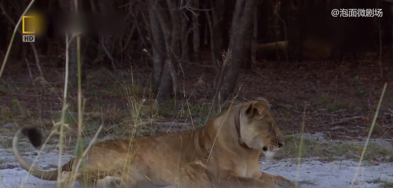 非洲传奇母狮：单挑12只鬣狗不落下风，连雄狮也要臣服于她脚下
