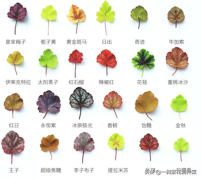 耐寒的植物矾根,矾根什么季节颜色好看