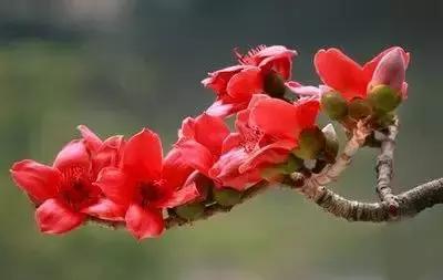 100种花的英文和花语是什么,100种花的花语以及送花礼仪分享