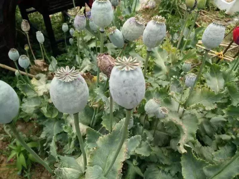 举报种植毒品原植物有什么奖励,违法种植毒品原植物处置情况