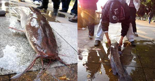 在南方地区埃及塘鲺的养殖方式令人不适,这样的鱼能吃吗?