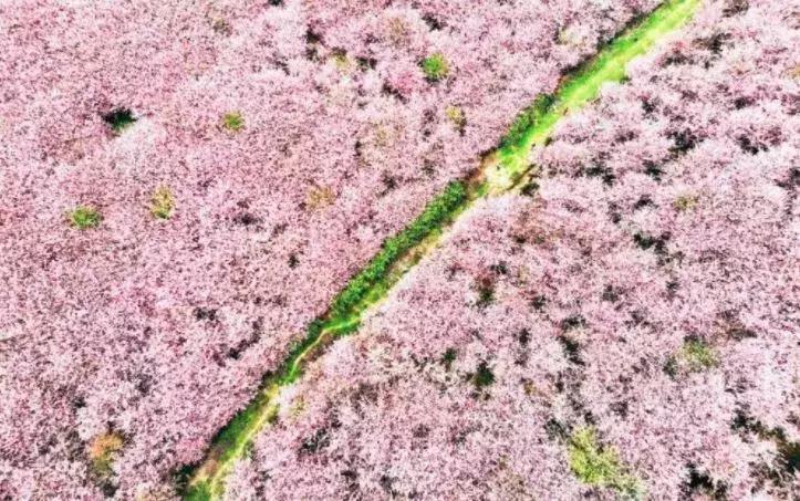 去日本观赏樱花最佳去哪个岛,去日本观赏樱花可能去什么岛