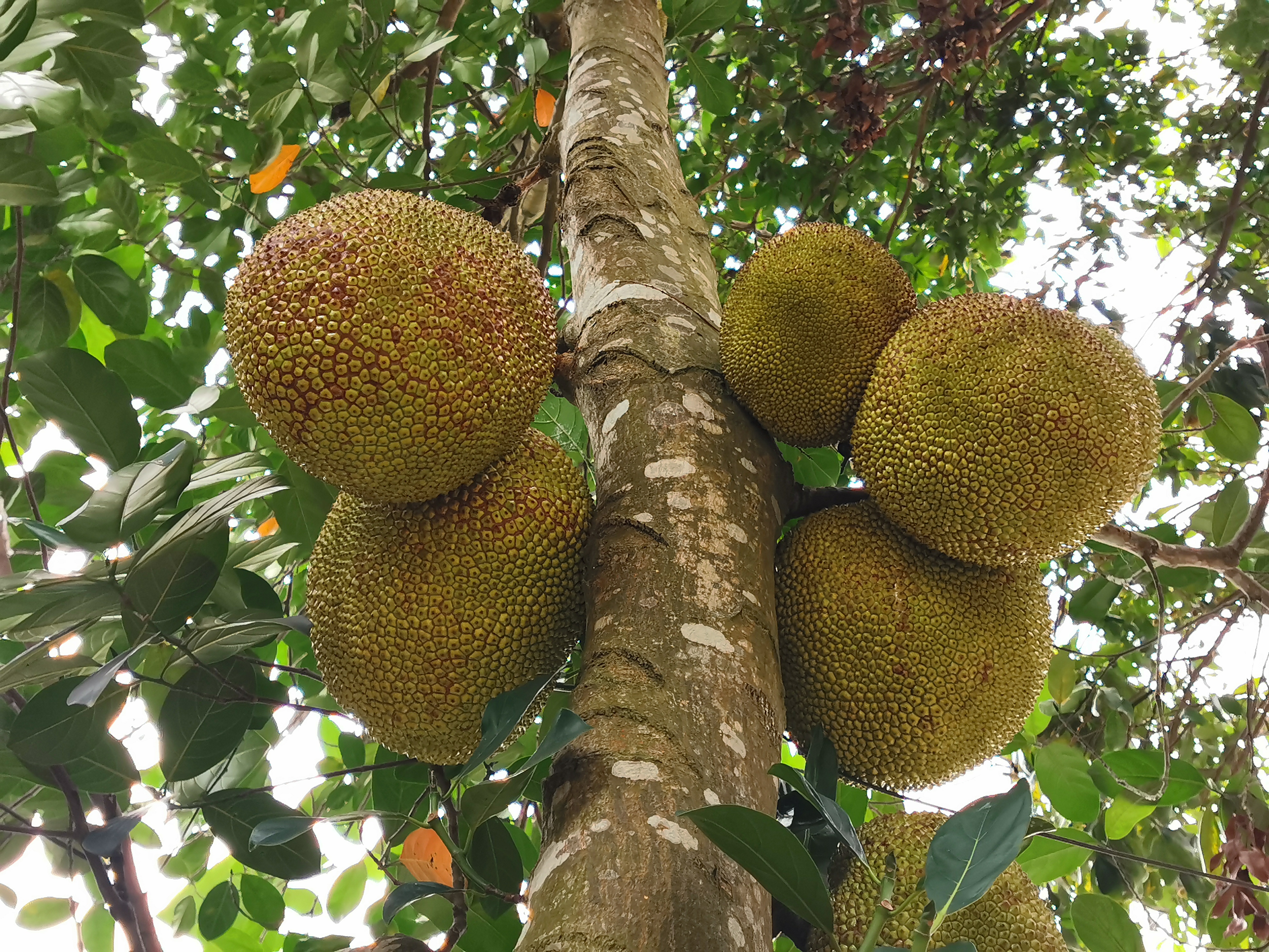 如何选择好吃新鲜的菠萝蜜,如何挑选好吃的菠萝蜜视频