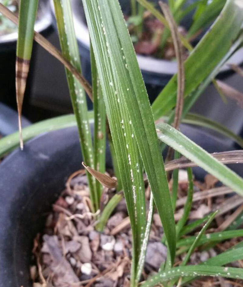 兰花的叶片发黄怎么办呢,兰花叶片发黄的原因和处理方法