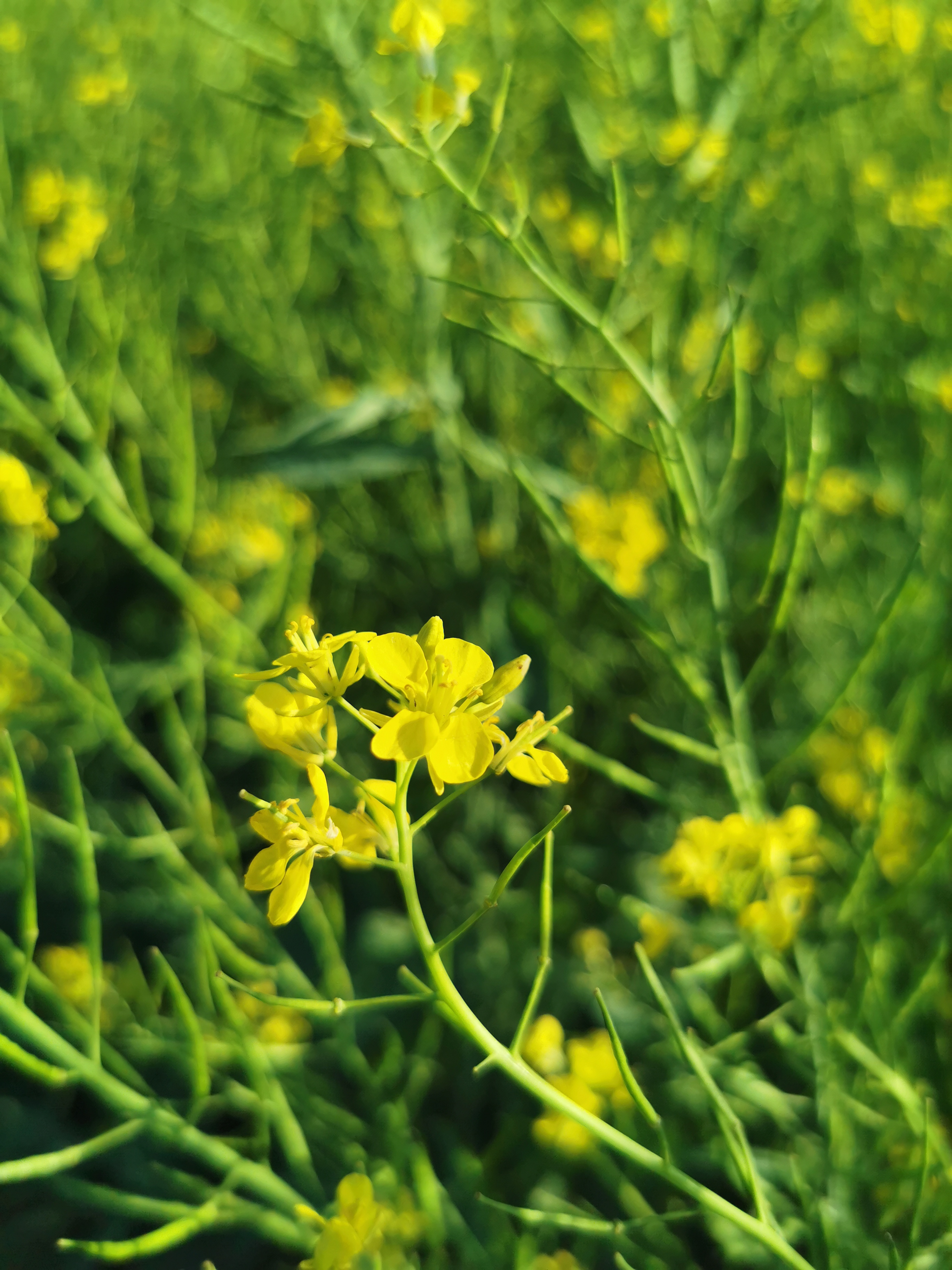天津空港七彩花田清明有油菜花吗,今年空港七彩花田有油菜花吗