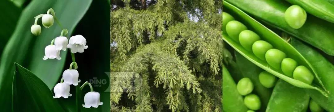 香水搭配的基本知识,香水潮流搭配