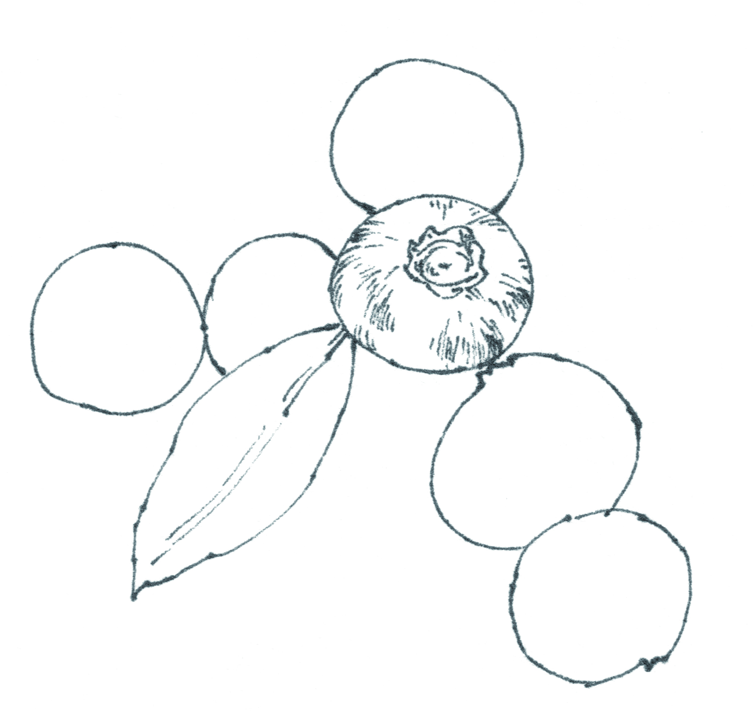 蓝莓味的章鱼小丸子,草莓章鱼小丸子口味