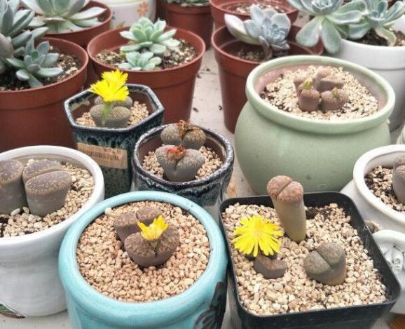 生石花怎么养得越来越大,生石花在室内怎么养