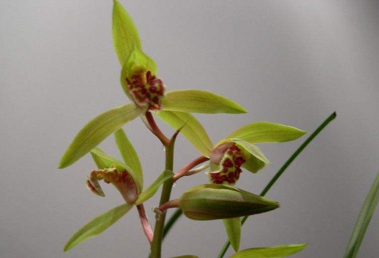 蕙兰有花苞了这个时候放什么肥料,蕙兰开花苞后怎么养护