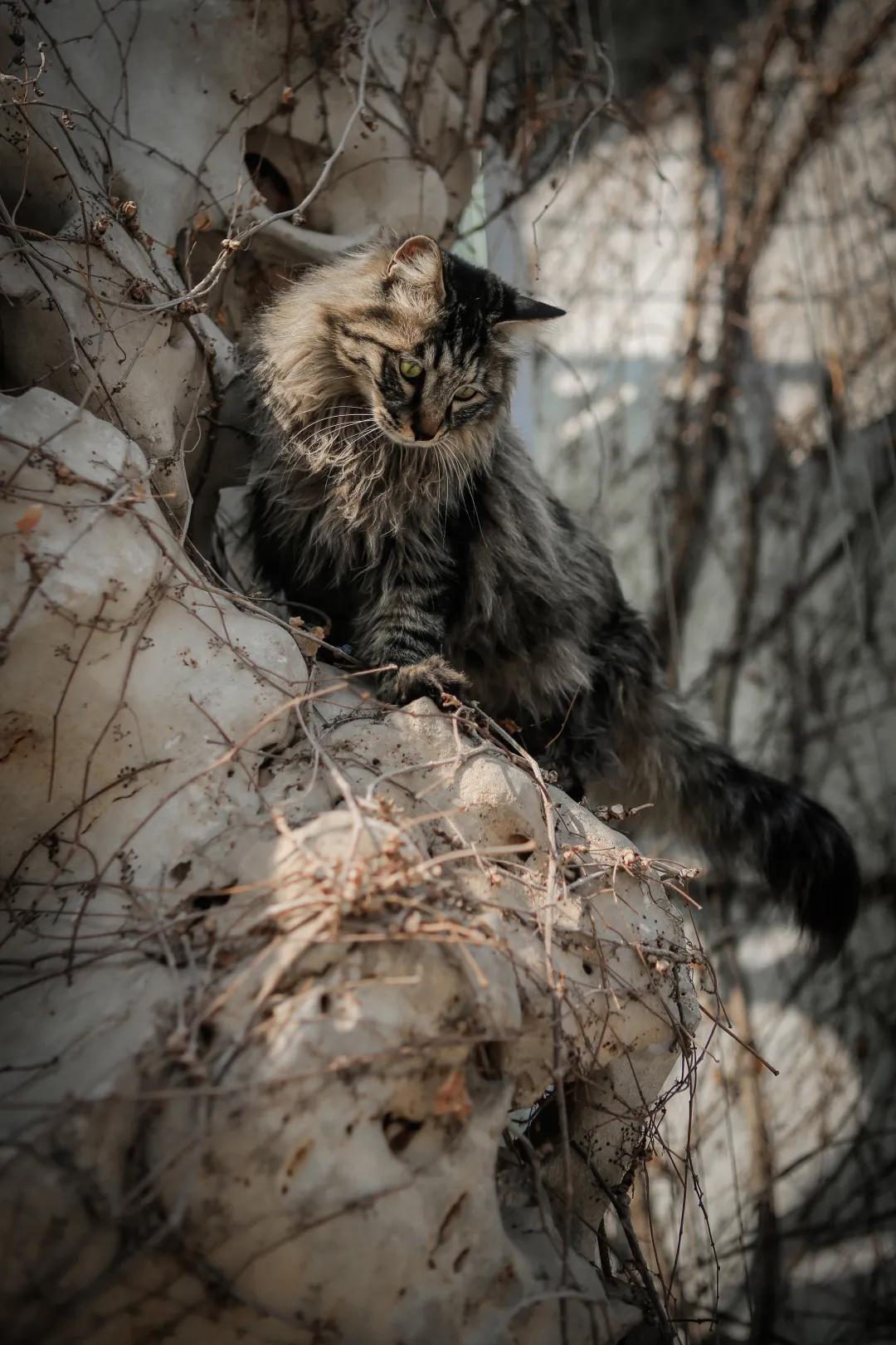 马霸霸|风度翩翩花荣荣