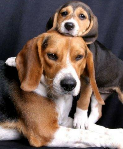 养土狗有什么好处,中华田园犬小奶狗好养吗