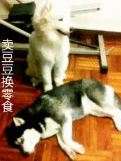 哈士奇和萨摩耶融合起来的样子,哈士奇和萨摩耶的幸福日常
