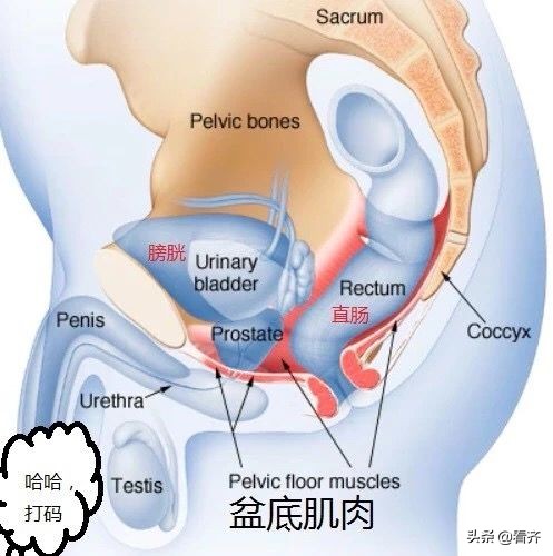 一岁的宝宝吃饭便秘拉屎费力,哈尔滨儿童医院婴儿便秘