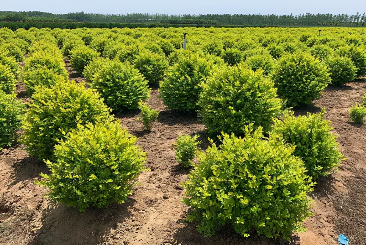 2022年苗木行情会转好吗,2022年苗木行情好不好