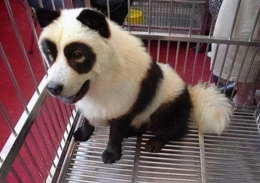 震惊全国的熊猫事件,当年震惊全国的熊猫乌龙事件