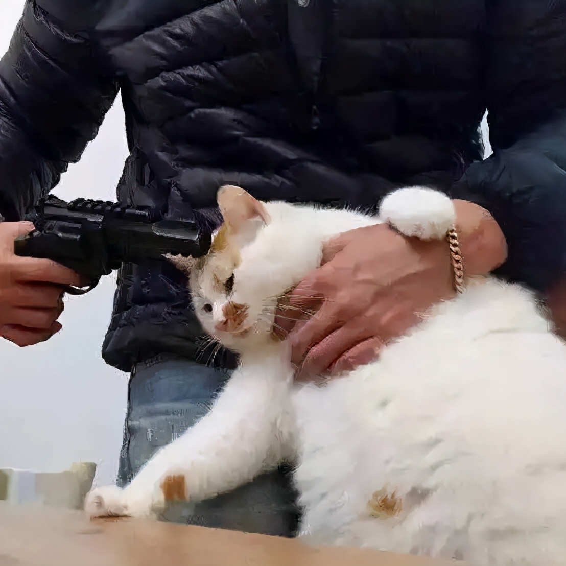 @铲屎官，被猫抓伤后，医生教你这样处理