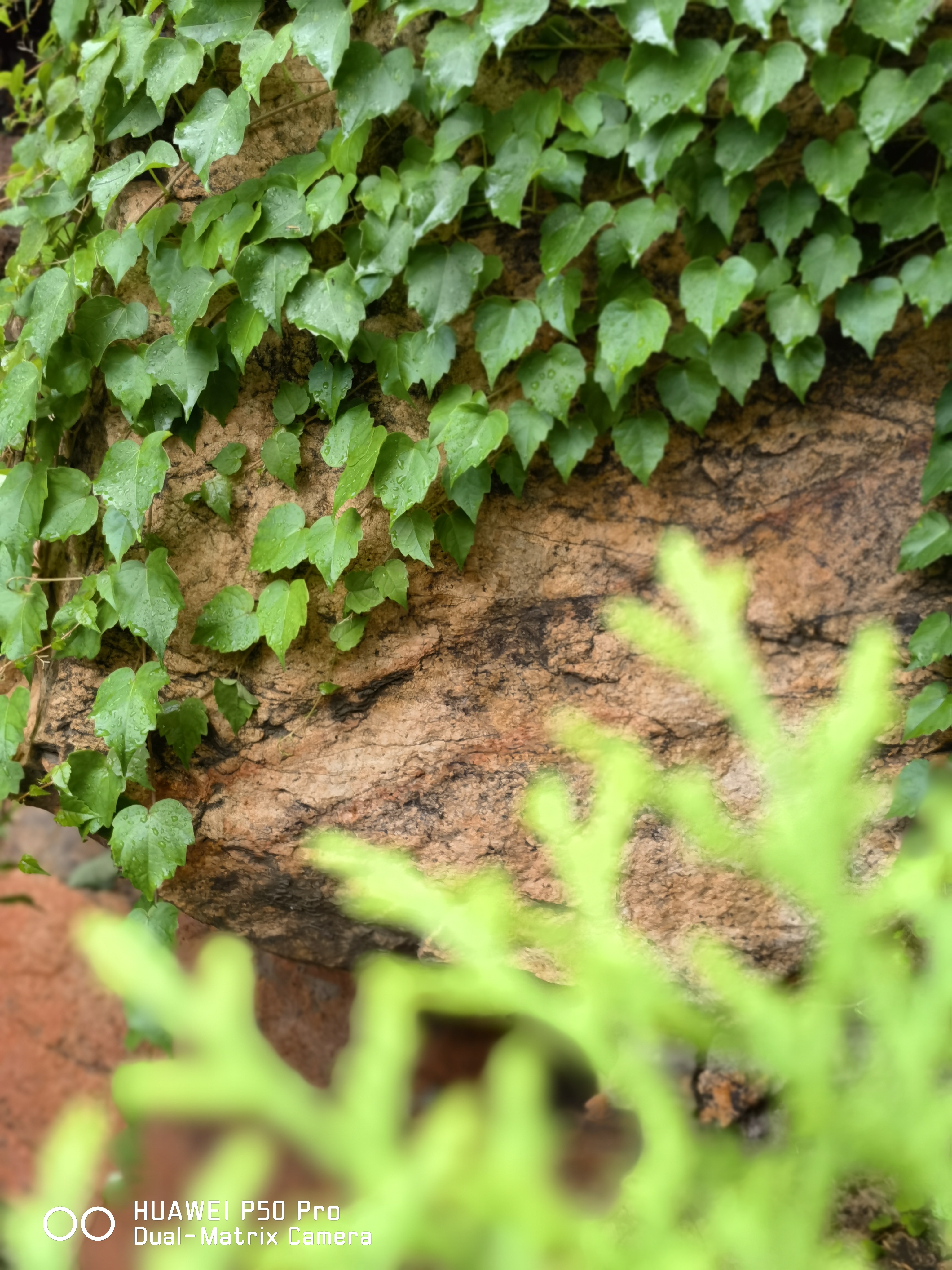 华为p50pro实测,华为p50pro变焦测试