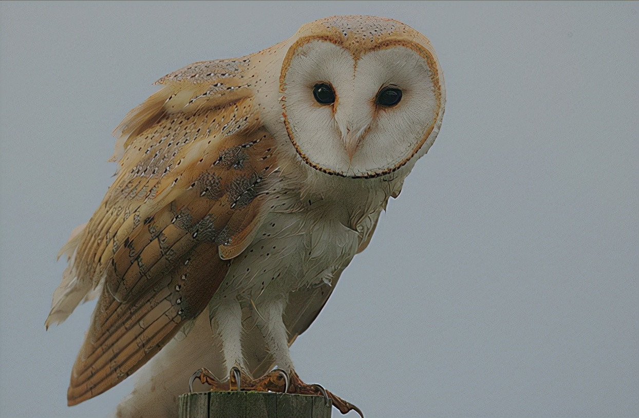 东江揽胜:收集常见鸟类图谱之猛禽篇,摄鸟人自留地,建议收藏