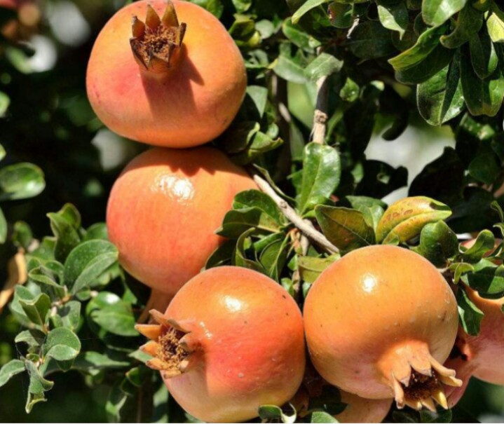 盆栽石榴树什么品种是甜的,石榴树带果实能用水培繁殖